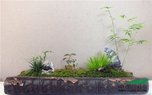 福建“土樓雅蒲情·南靖縣首屆菖蒲展”成功舉辦